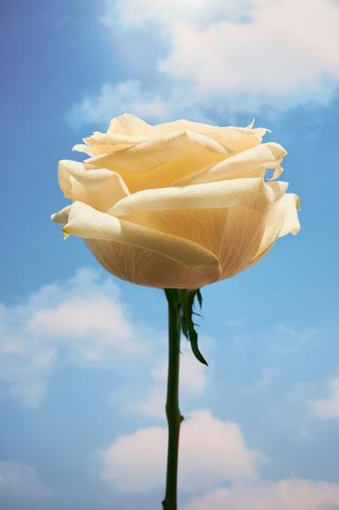WONDER ROSE EDT 30ML (1.01 FL. OZ). -  de Zara - Image 1