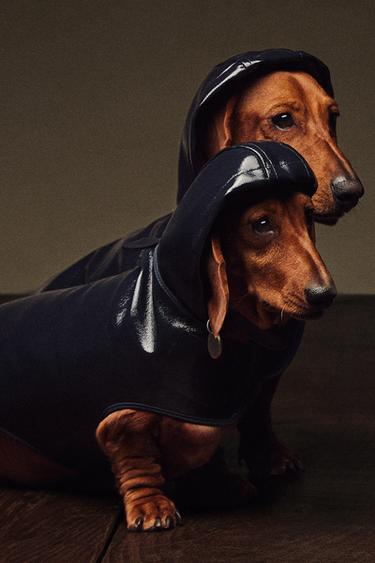 IMPERMÉABLE HYDROFUGE POUR ANIMAUX DE COMPAGNIE - Bleu de Zara - Image 6