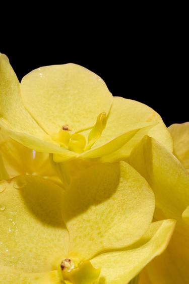 ORCHID & GARDENIA EDP 2X30ML (1.01 FL. OZ). -  de Zara - Imagen 0