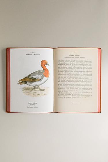 ATLAS DE POCHE DES OISEAUX DE FRANCE SÉR. 2 BOOK - Ochre by Zara - Image 3