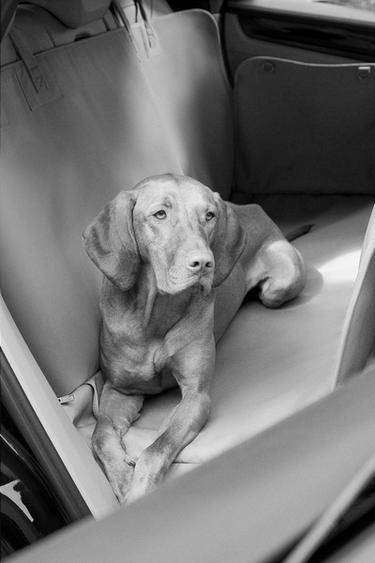 PET CAR THROW - Grey by Zara