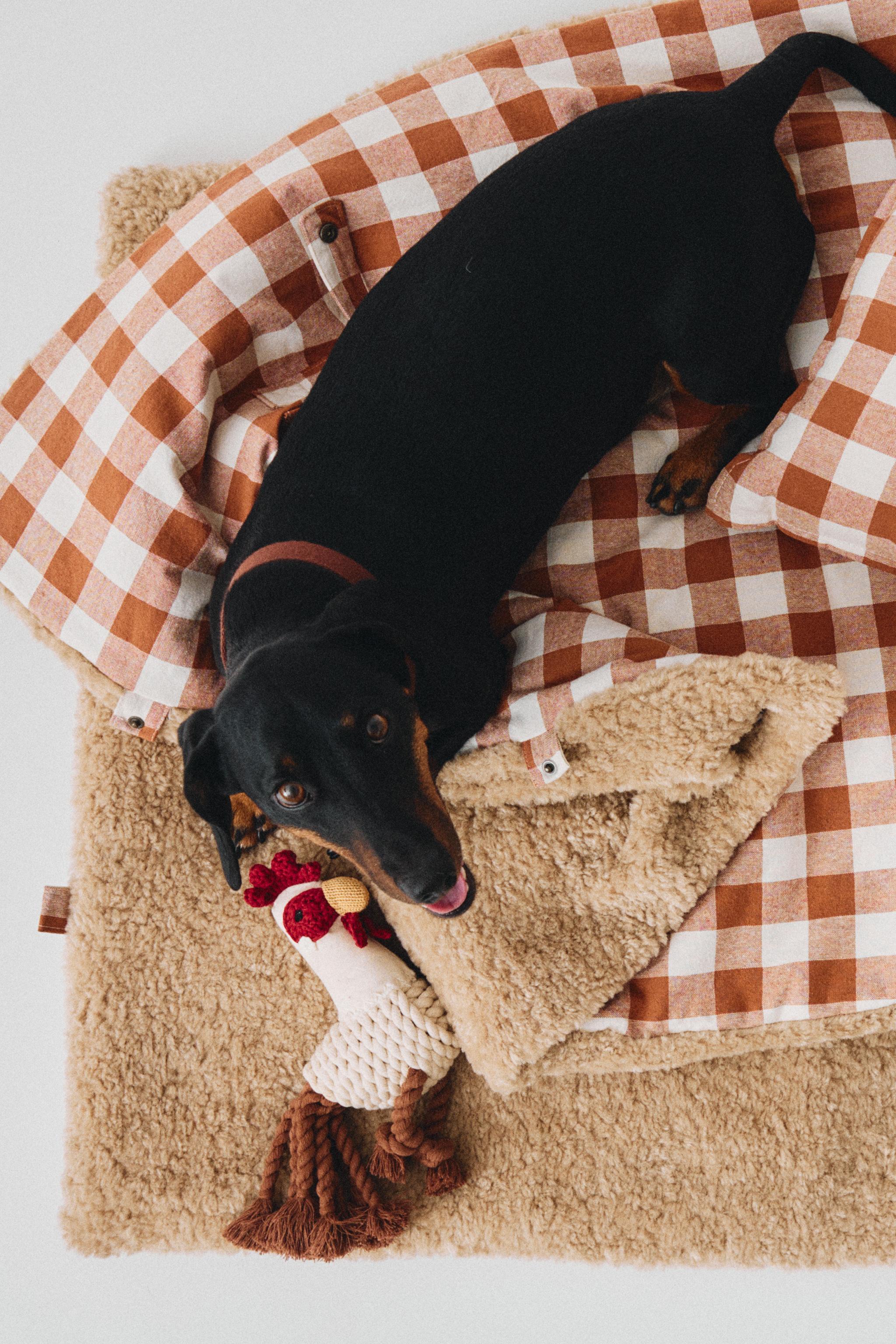 GINGHAM PET BLANKET — Orange