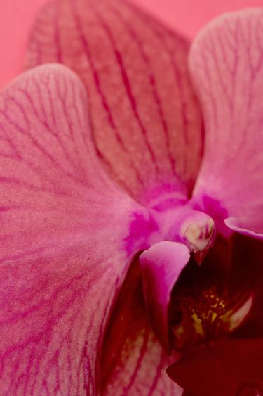 PINK FLAMBÉ EDT 30ML / 1.01 oz -  by Zara - Image 0