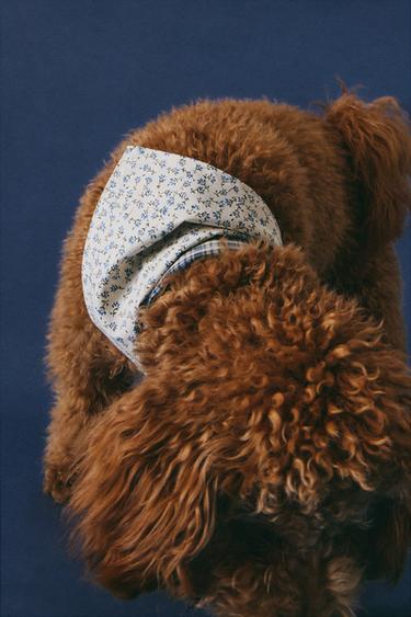 FLORAL COTTON PET BANDANA - Blue by Zara
