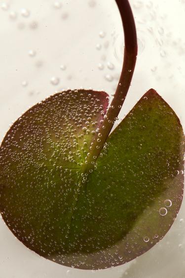 Zaras ONLINE EXCLUSIVE - DISCOVERY SET BODY MIST 4x75ML - skinnfärg - Bild 0