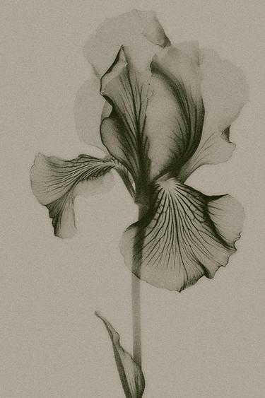 Zara SET - Mink - Image 0