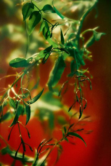 ELEGANTLY TOKYO EDP 30 ML -  de Zara - Image 2