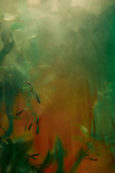 ELEGANTLY TOKYO EDP 100 ML -  de Zara - Image 2