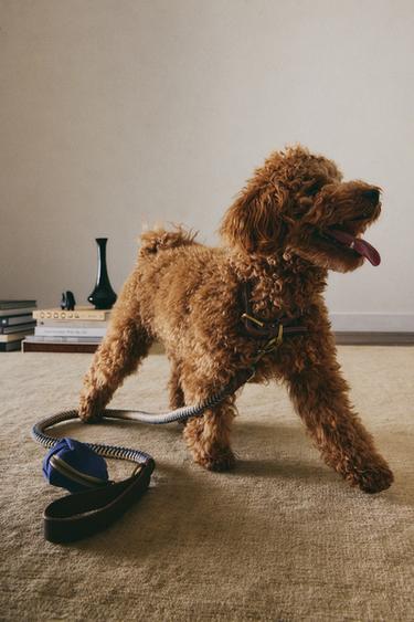 MULTICOLOURED CORD DOG LEAD - Blue by Zara