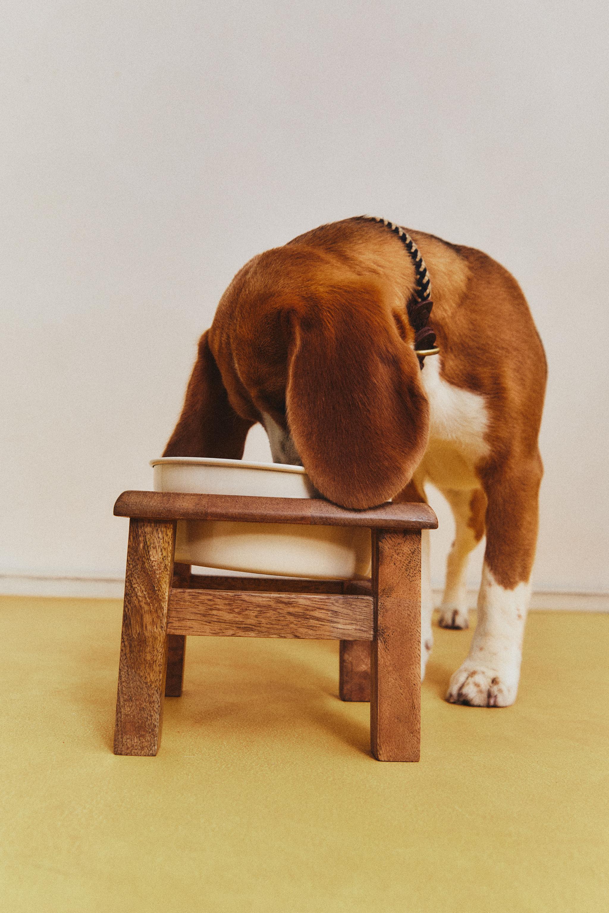 PET FOOD BOWL WITH STAND