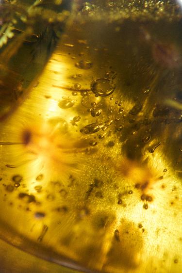 RED ZARA FLORAL TEMPTATION EDP 80ML (2.72 FL. OZ). -  de Zara - Image 2