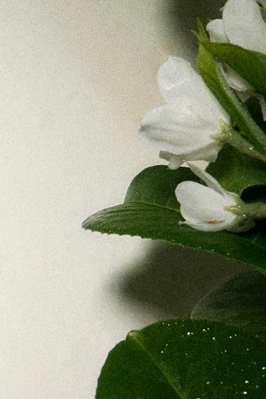 BALADE DE FIGUIER PARFUM 100ML -  de Zara - Image 1