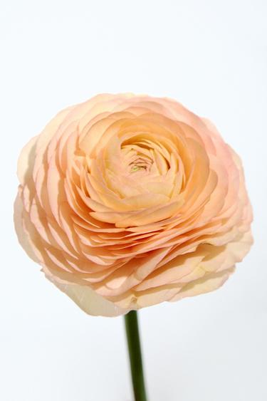 RED ZARA TEMPTATION VANILLE EXTRAIT DE PARFUM 50ML (1.7 FL. OZ) – előfestett a ZARA-tól