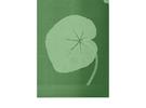 Large green leaf on a green background, with visible texture and fine lines highlighting the veins of the leaf.