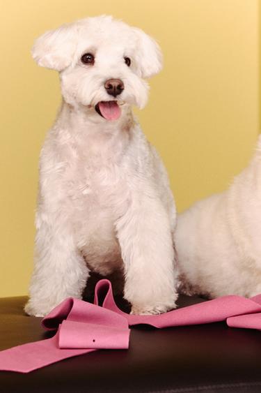 Zara 100% 麂皮包釦腰帶 - 粉紅色