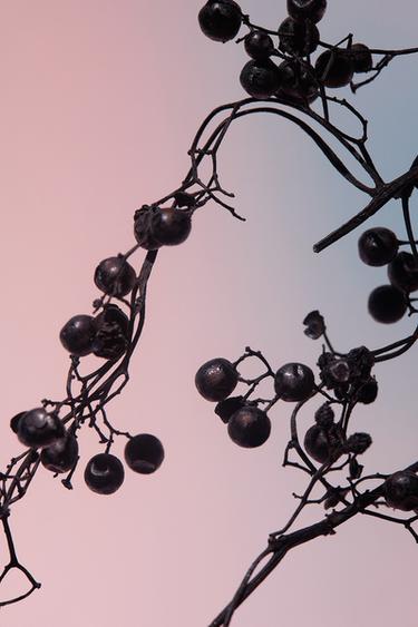 ORCHID EDP 30ML (1.01 FL. OZ). -  by Zara - Image 1