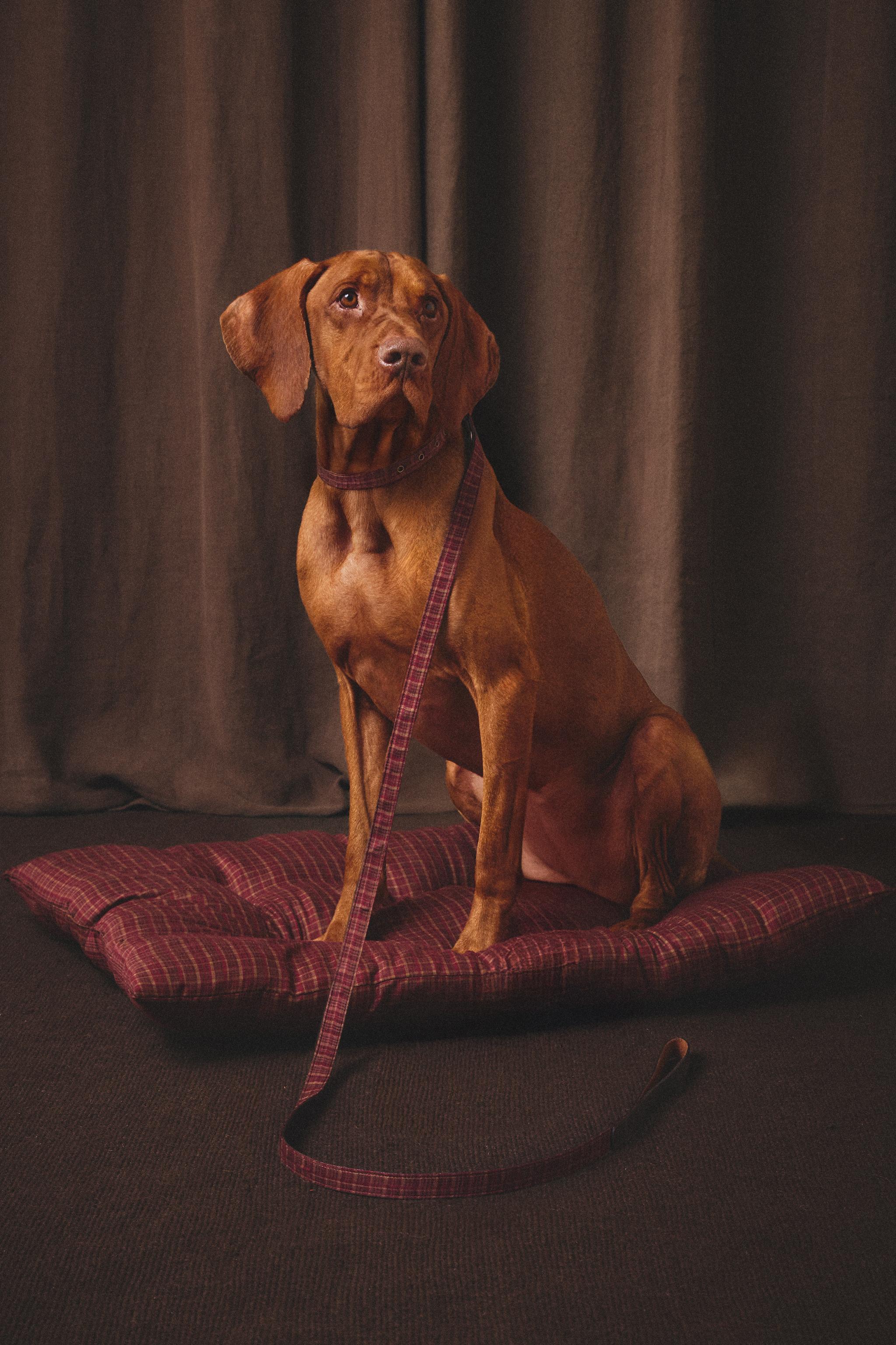 CHECK PET FLOOR CUSHION CHRISTMAS