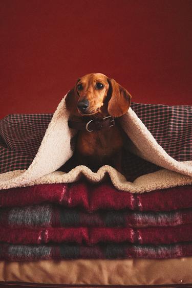 PLAID CARREAUX ANIMAUX DE COMPAGNIE NOËL - Vert de Zara