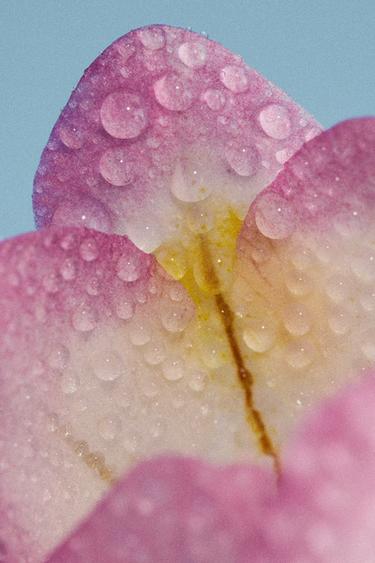 VANILLA MELT EDP 90 ML (3.04 FL. OZ). -  de Zara - Imagen 0