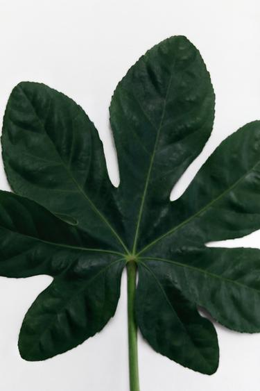 AMBER & FIG CASHMERE EDP 100ML (3.4 FL. OZ). -  de Zara - Image 3