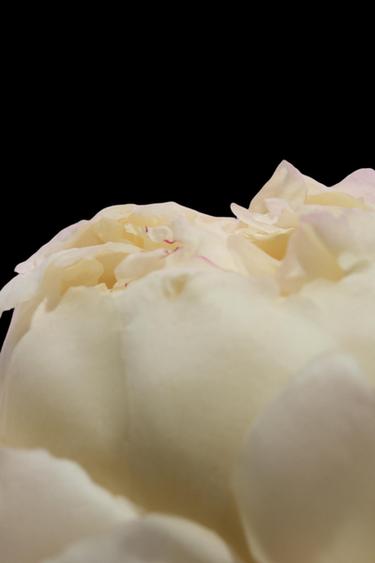 HIBISCUS EDP 90ML (3.0 FL. OZ). -  de Zara - Imagen 0