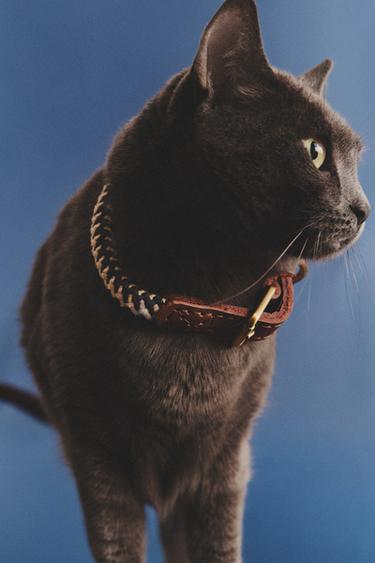 COLOURED CORD DOG COLLAR - Blue by Zara