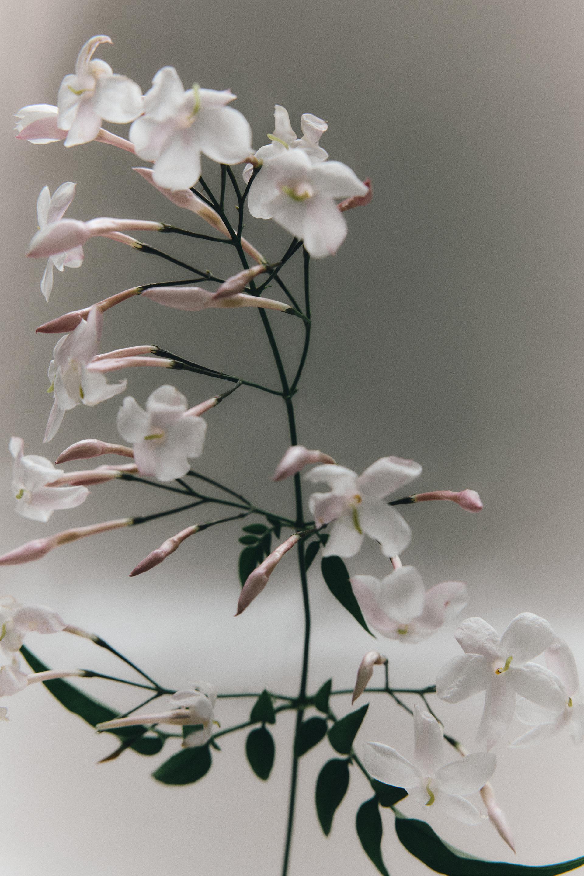 zara shades of nirvana