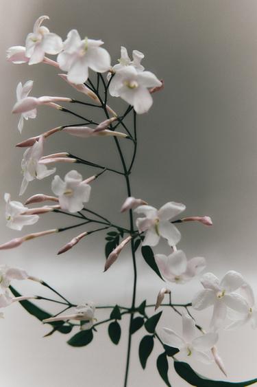 SHADES OF NIRVANA EDP 100ML (3.4 FL.OZ). -  by Zara - Image 0