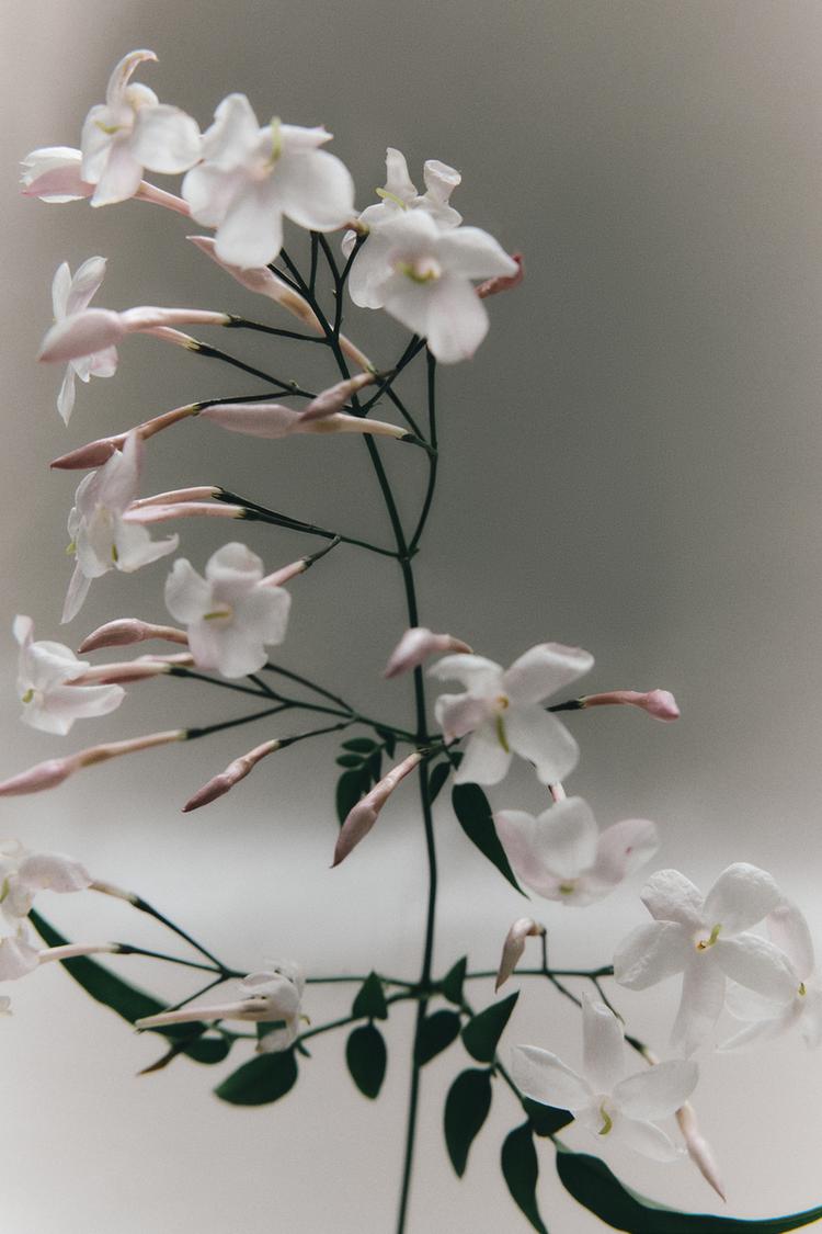 SHADES OF NIRVANA EDP 100ML (3.4 FL.OZ).