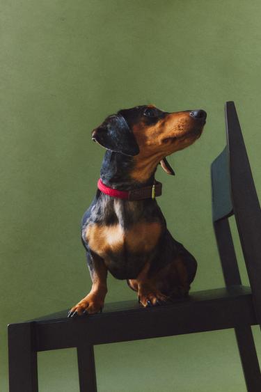 LEATHER AND ROPE DOG COLLAR - Red by Zara - Image 5