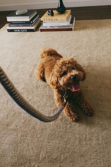 MULTICOLOURED CORD DOG LEAD - Blue by Zara