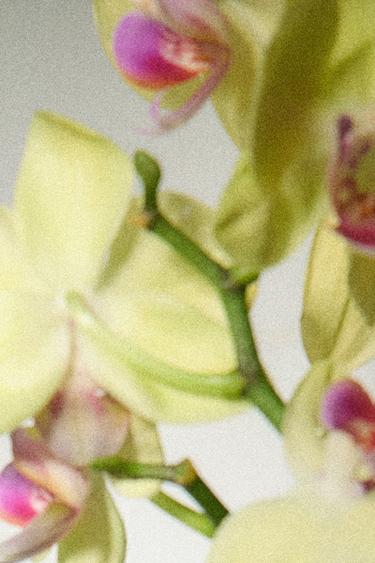 PARFAIT D´ORCHIDÈE PERFUME 100ML (3.4 FL. OZ) -  by Zara - Image 1