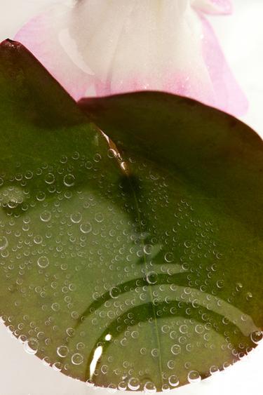 AQUATIC TIDAL DREAM HAIR & BODY MIST 150ML - TINTED LEATHER by Zara - Image 3