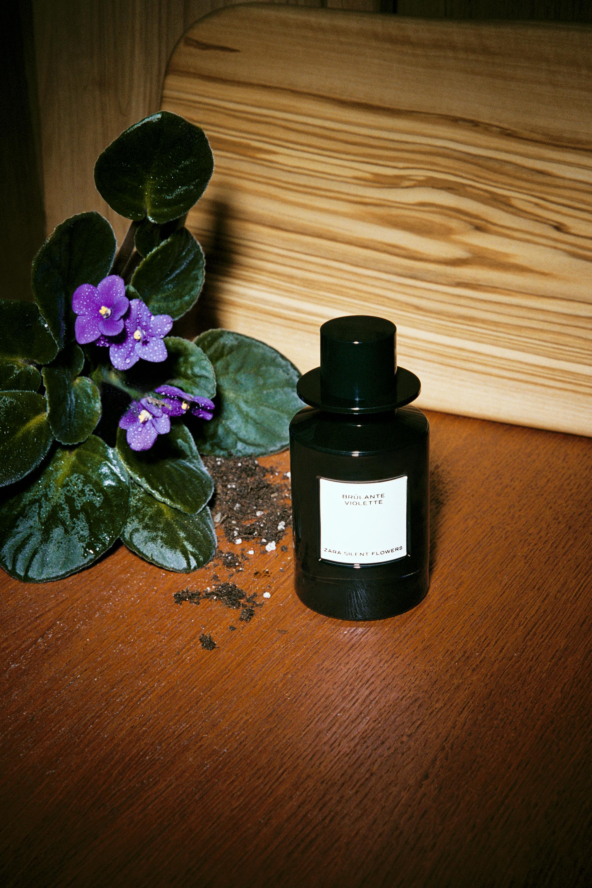 zara brulante violette