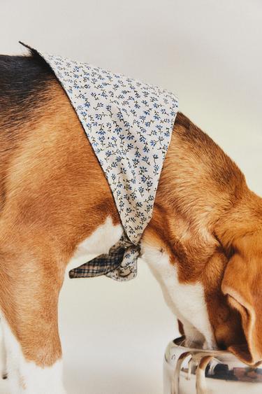 BANDANA COTON FLEURS ANIMAUX - Bleu de Zara