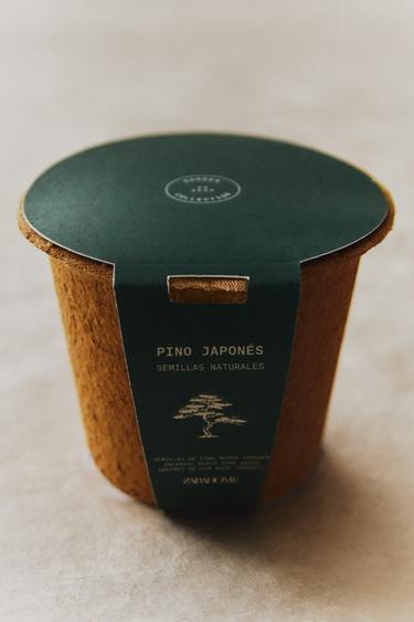 KIT DE CULTURE GRAINES DE PIN JARDIN - Marron de Zara - Image 5