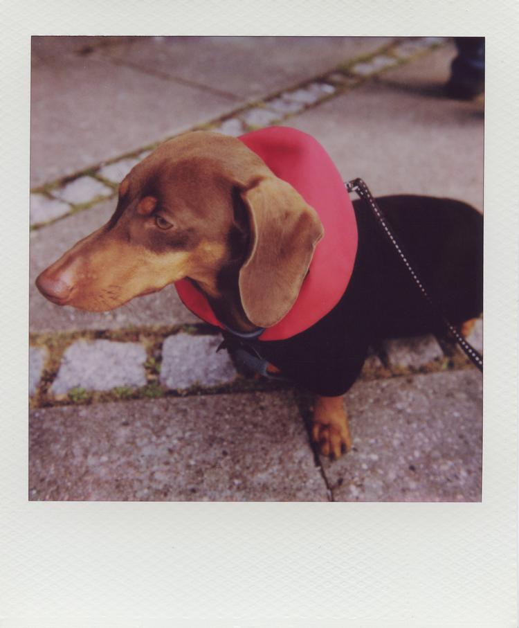 PUMPKIN PET COSTUME — Burgundy