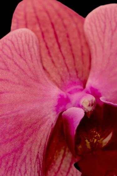 PINK FLAMBÉ EDT 90ML / 3.04 oz. -  by Zara - Image 0