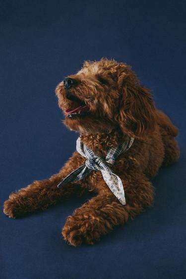 FLORAL COTTON PET BANDANA - Blue by Zara