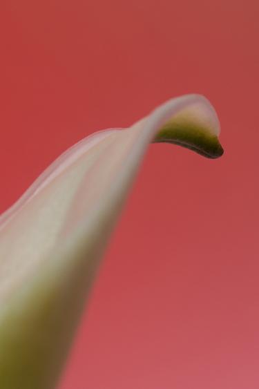 GARDENIA EDP 30ML (1.01 FL. OZ). -  de Zara - Image 1