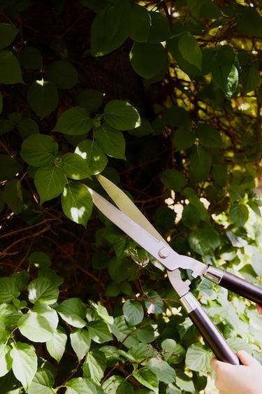 SHORT GARDEN HEDGE SCISSORS - Dark brown by Zara