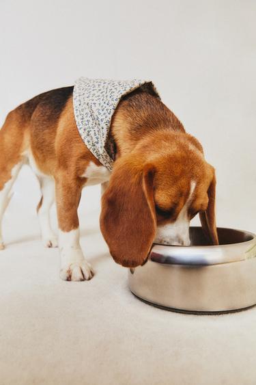 STAINLESS STEEL PET FOOD BOWL - Silver by Zara