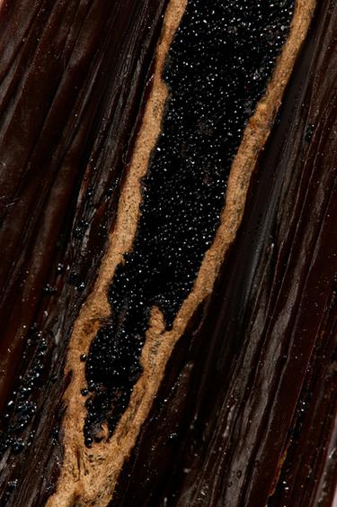 RED ZARA TEMPTATION & VANILLE EXTRAIT DE PARFUM 50ML -  od Zara - Obrázek 0