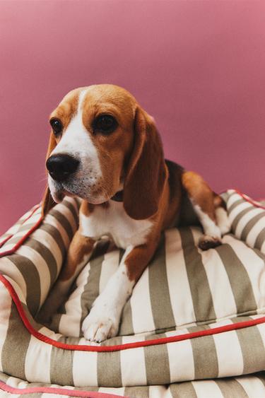 CAMA MASCOTAS RAYAS Y PIPING - Verde claro de Zara