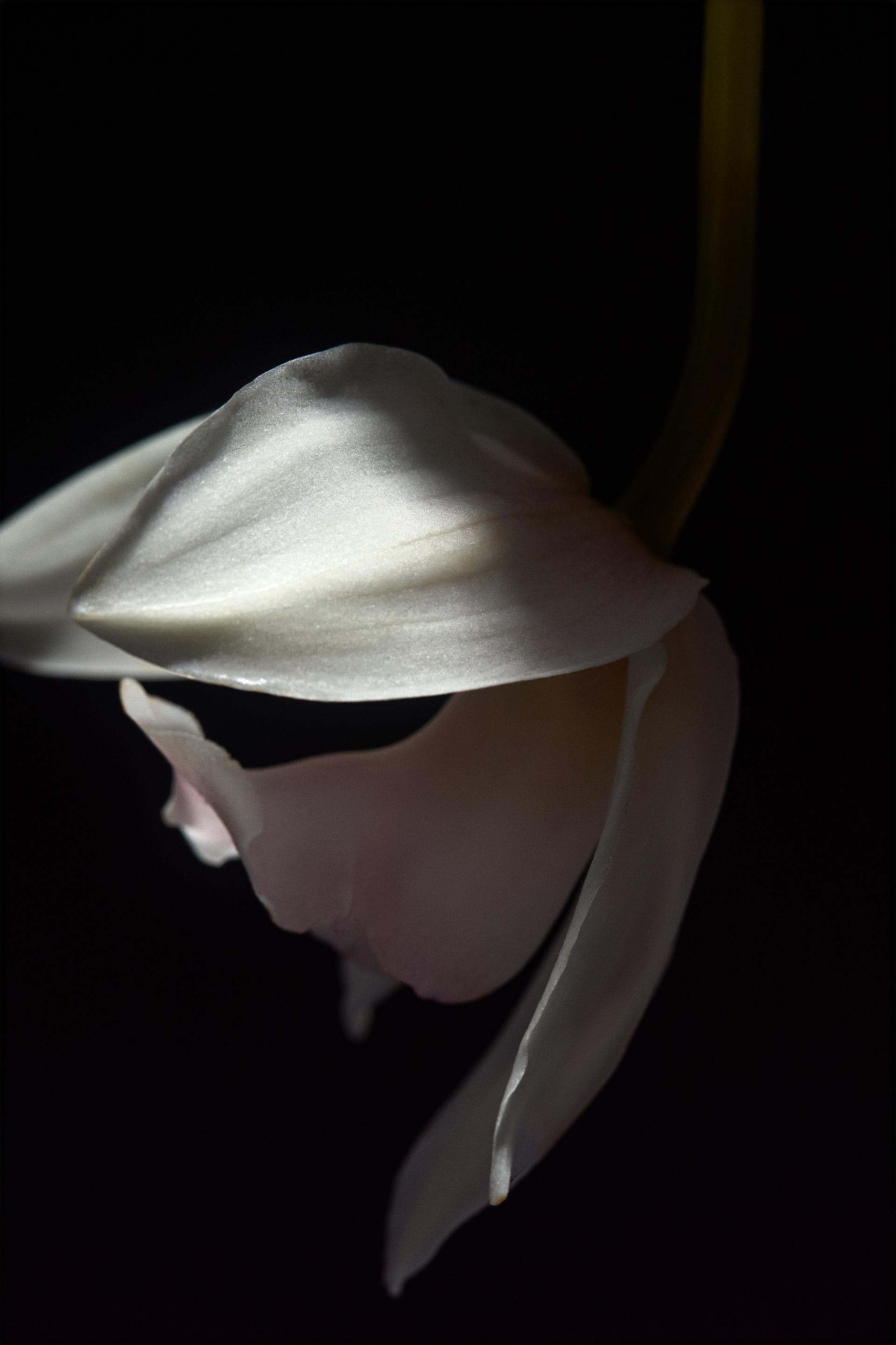 violet california blossom woda perfumowana 90 ml     