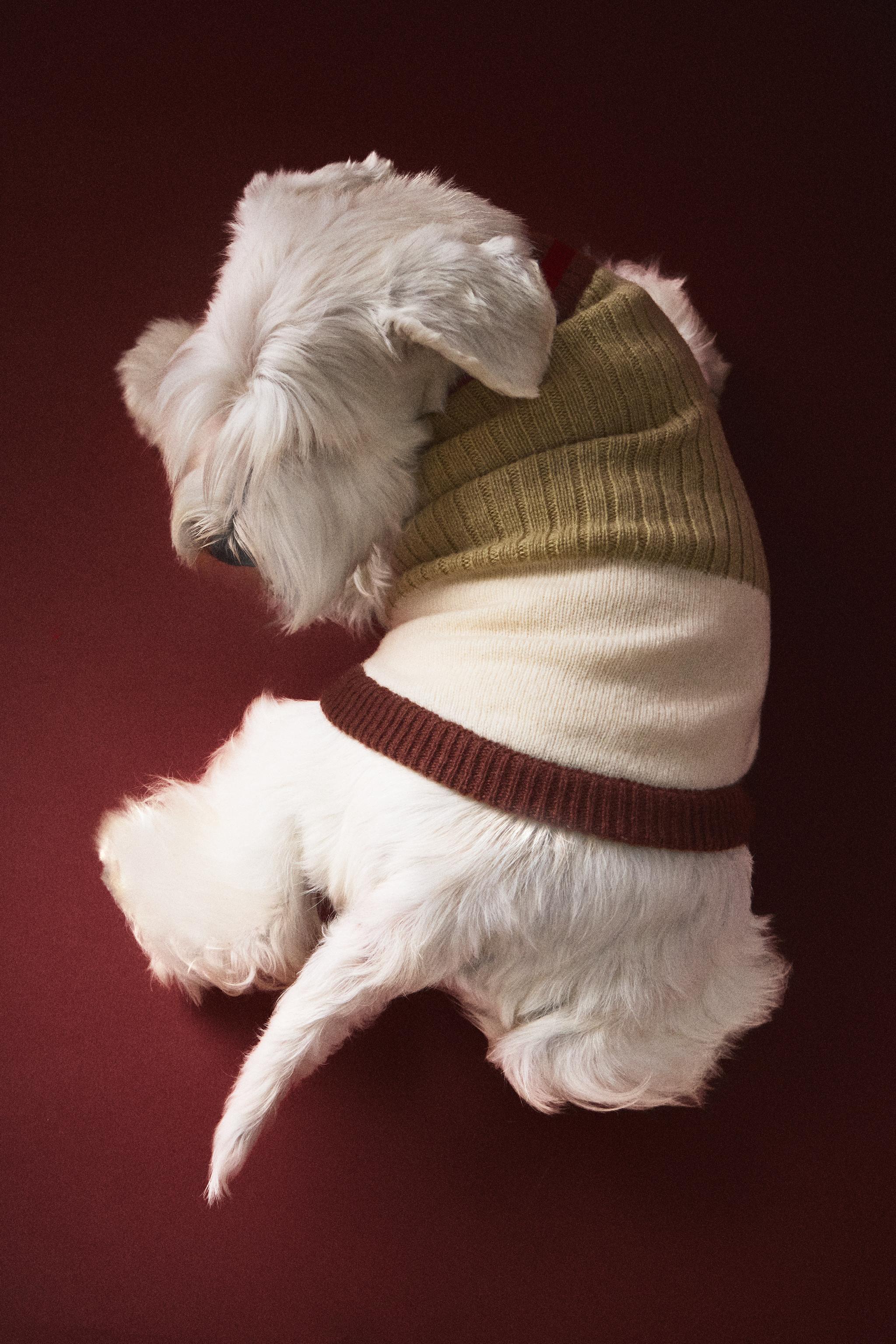 PULL CÔTELÉ POUR ANIMAUX
