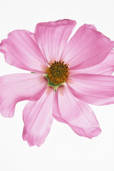 TUBEROSE & TWILIGHT MAUVÉ EDT 2X90ML (3.0 FL. OZ). -  de Zara - Image 2