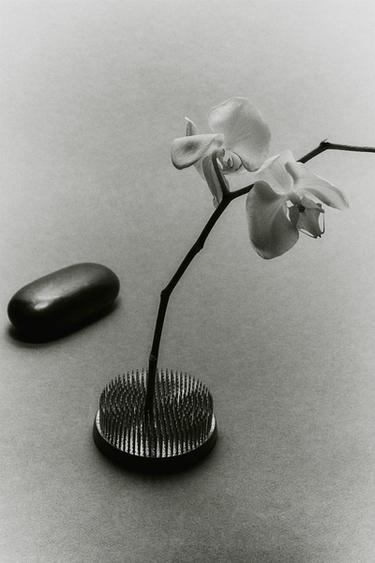 SUPPORT FLEURS KENZAN - P de Zara - Image 7