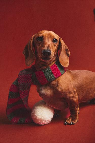 STRIPED CHRISTMAS PET SCARF - Червоний Zara