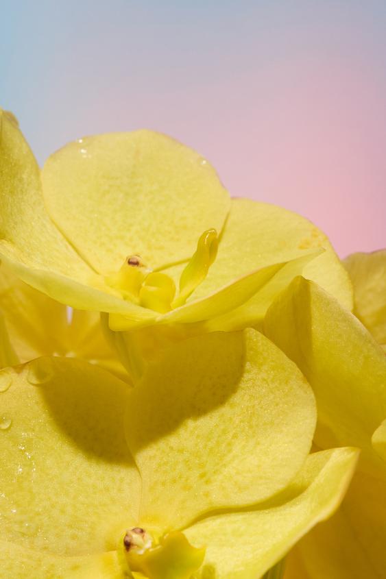 GARDENIA  + ORCHID EDP 2 X30ML (1.0 FL. OZ). - TINTED LEATHER de Zara - Imagen 0